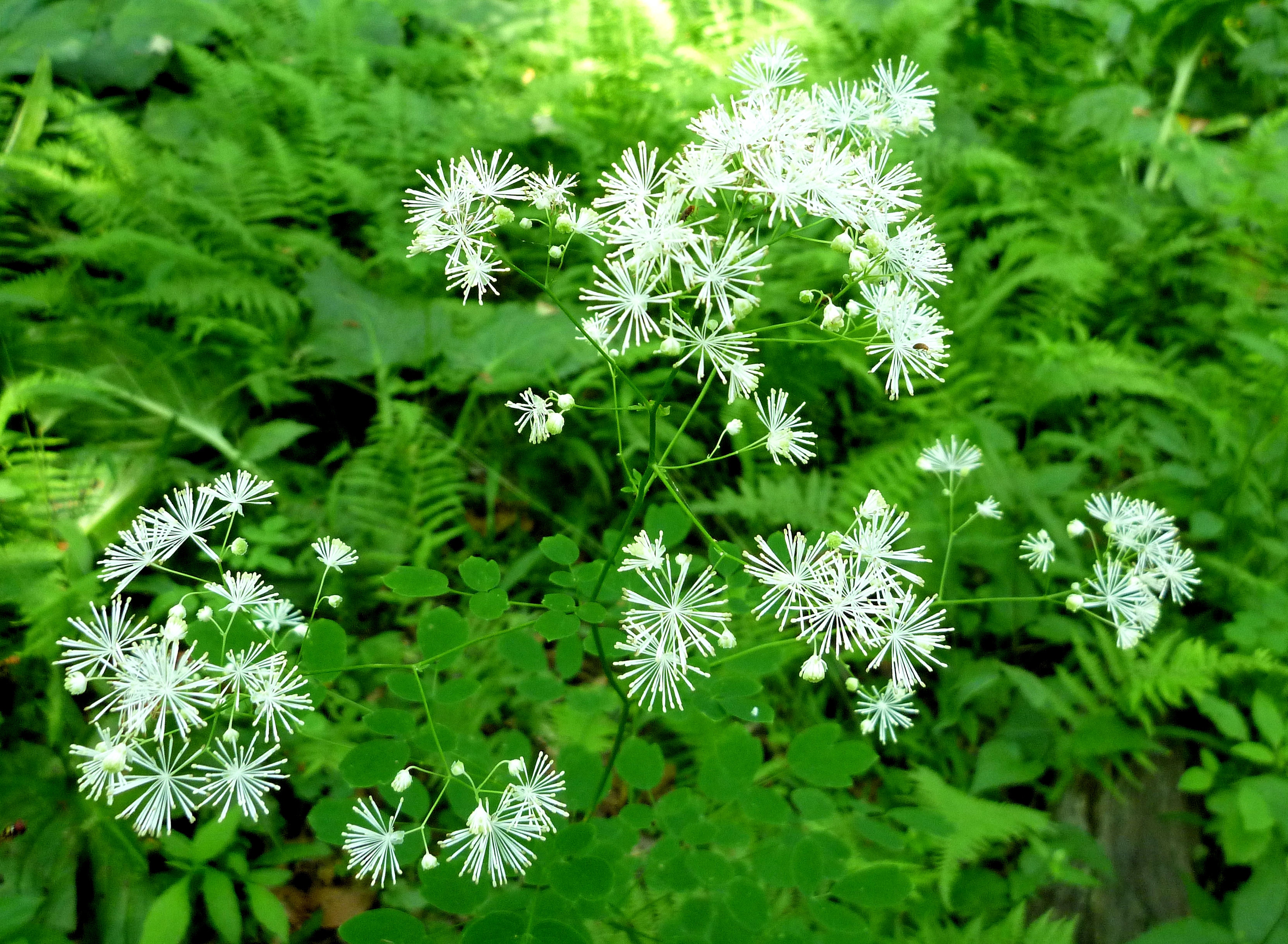 2010-07-07 - tall meadow rue.JPG