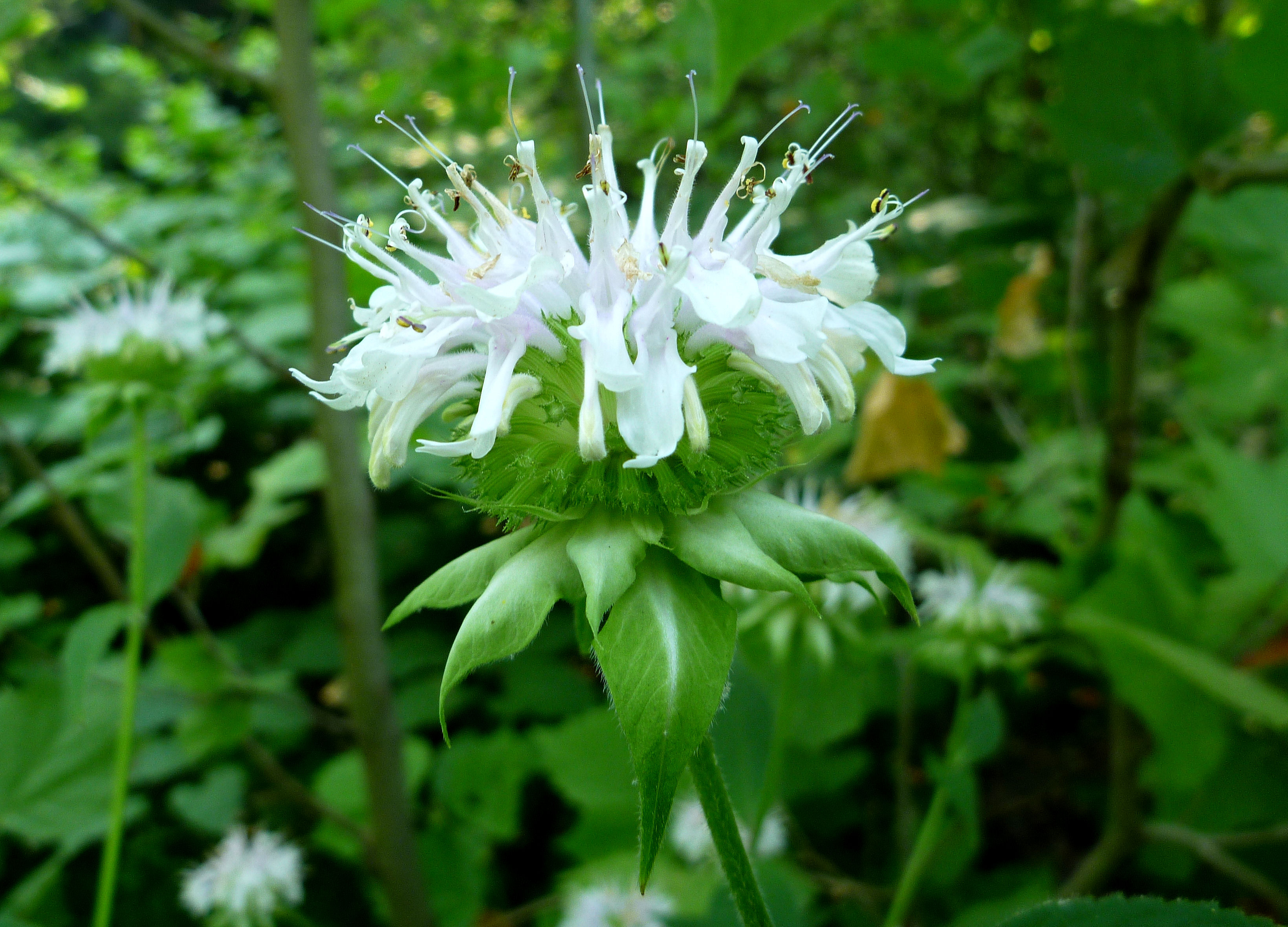 2010-07-09 - Basil Balm.JPG
