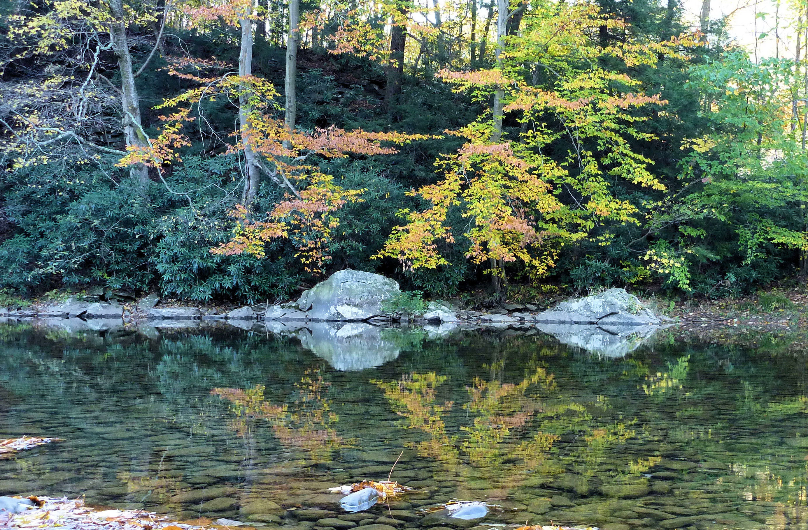 2010-10-07 Laurel Hill Creek 2.JPG