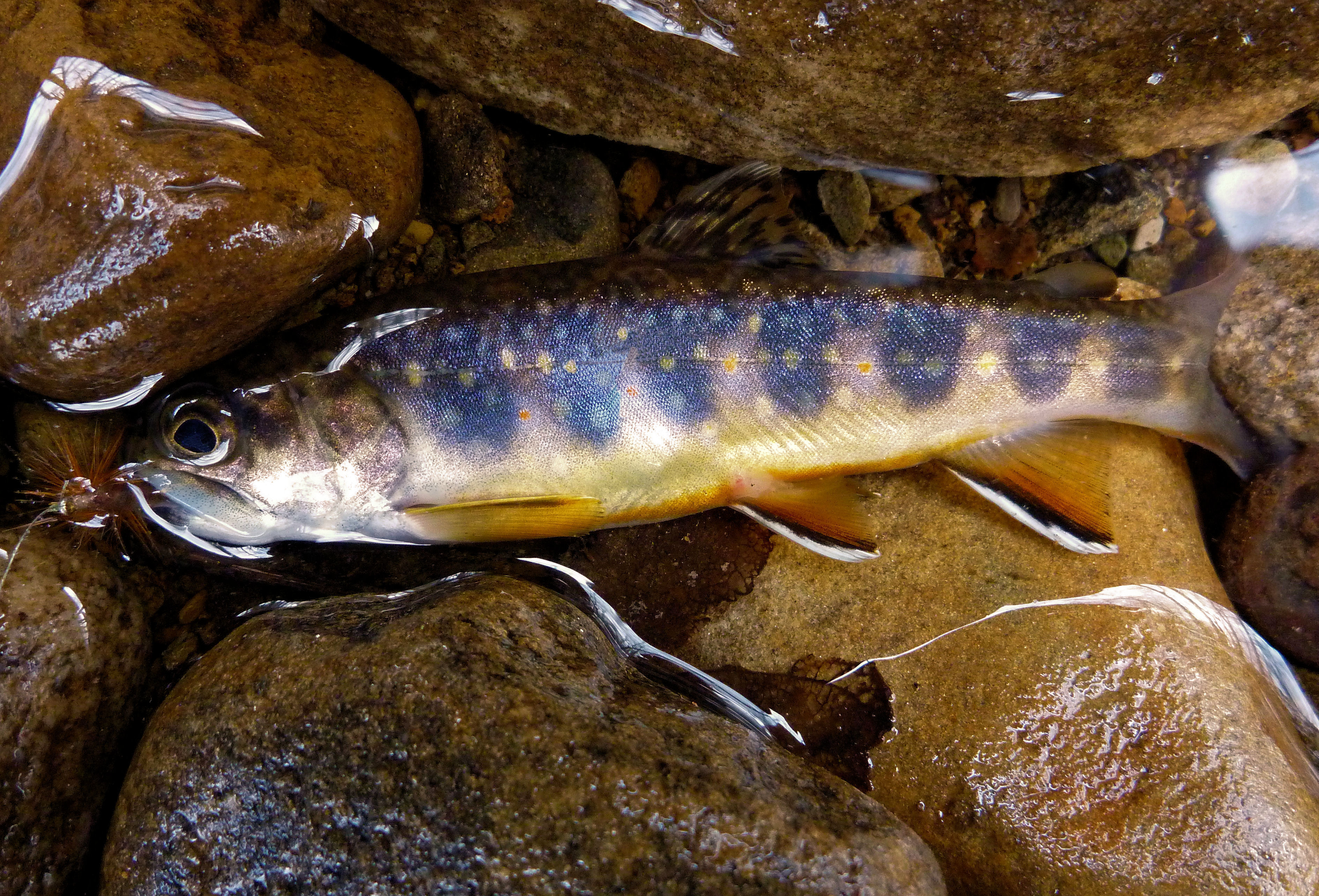 2010-12-31 LR 6.JPG