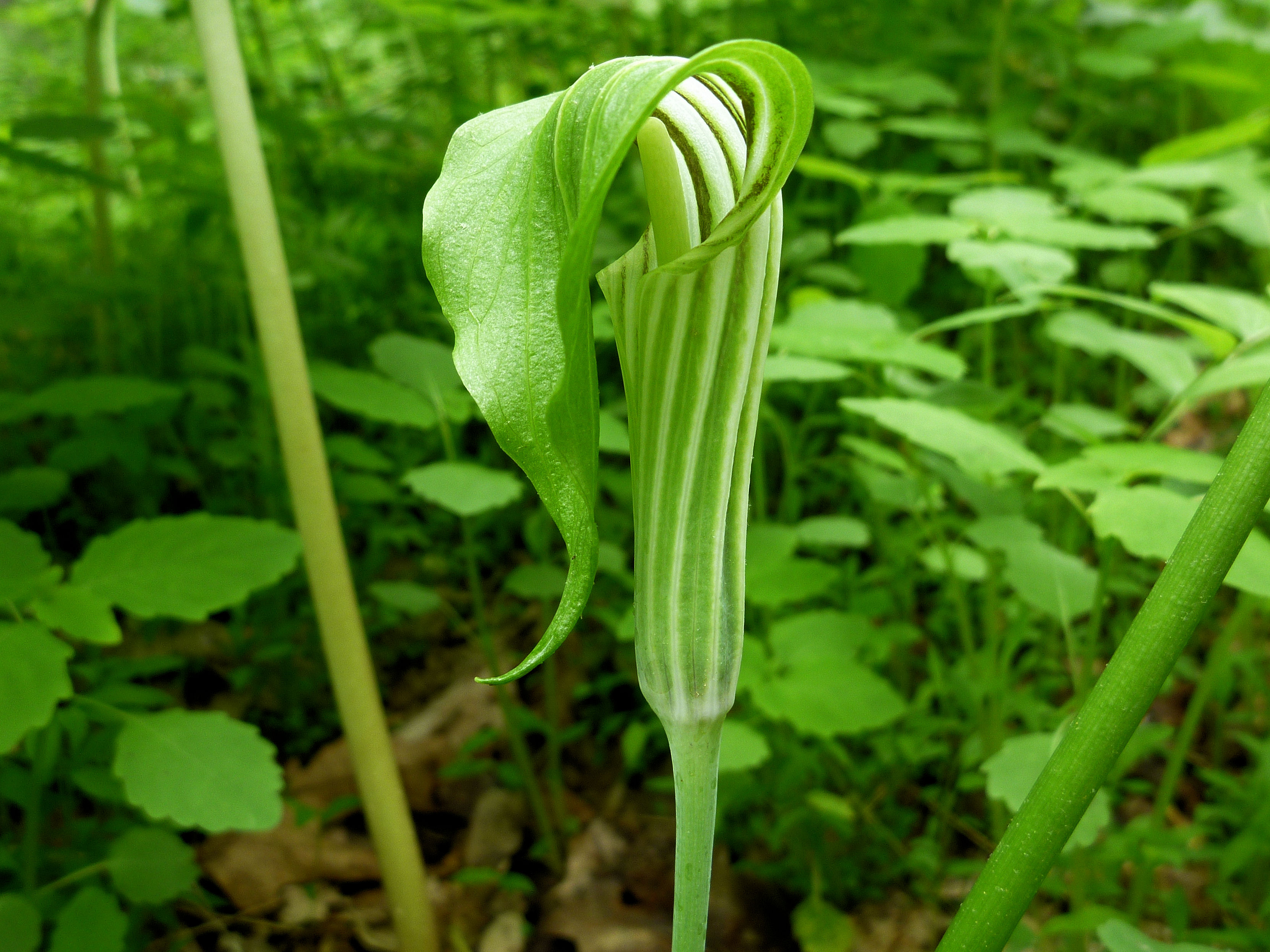 2011-05-11 - Arisaema triphyllum.JPG