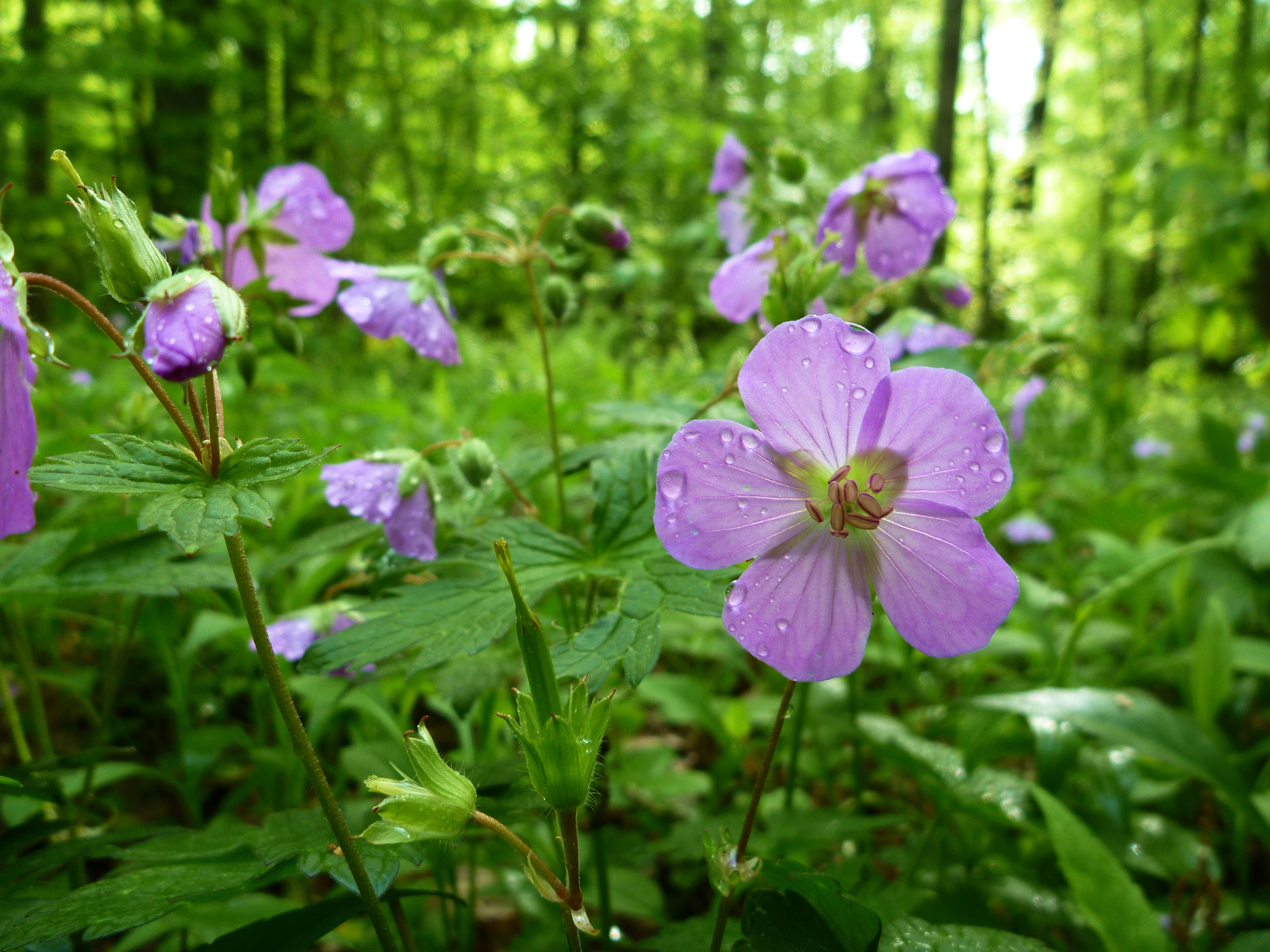 2011-05-24  - Geranium maculatum.JPG