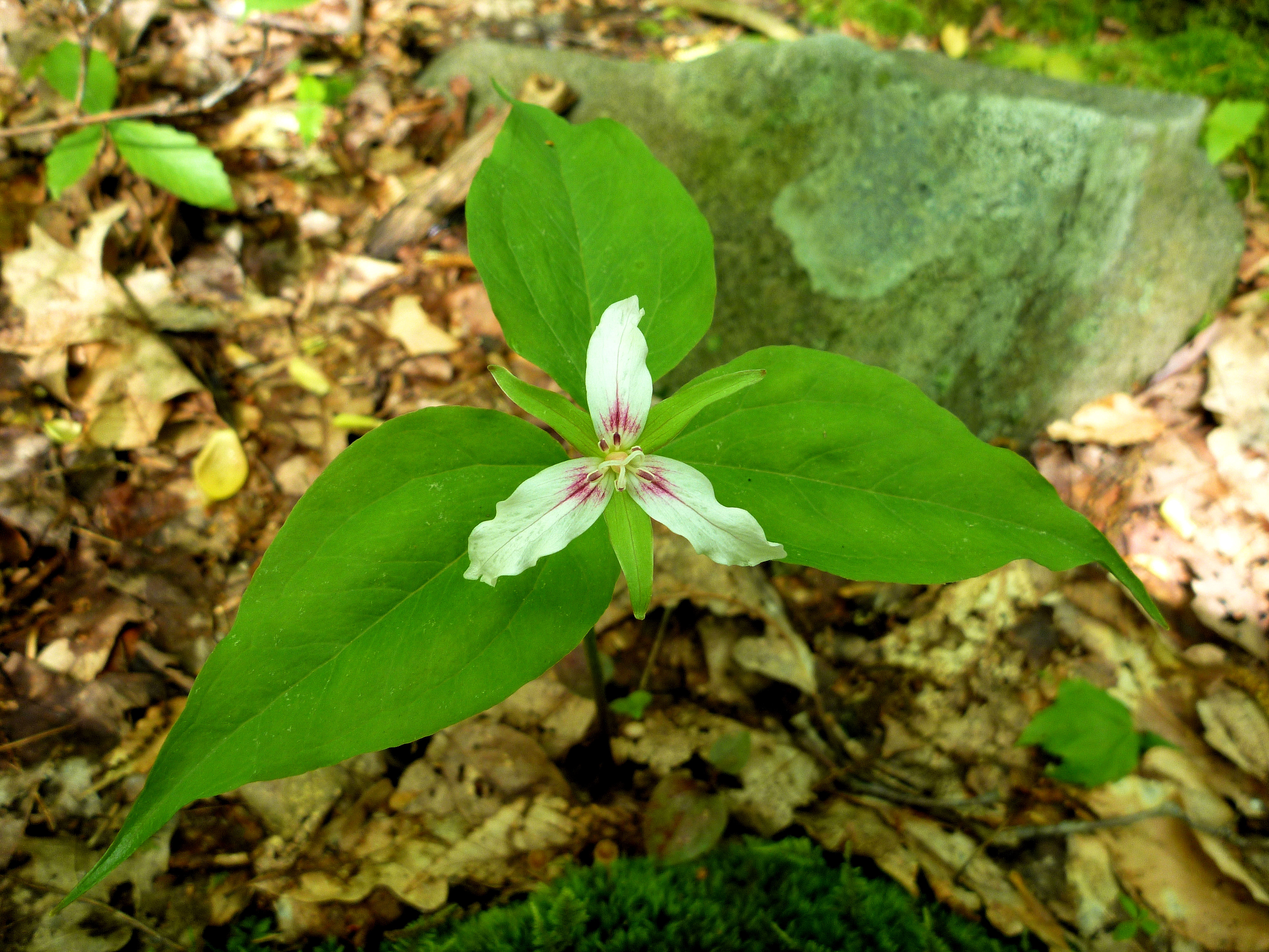 2011-05-24  - Trillium undulatum.JPG