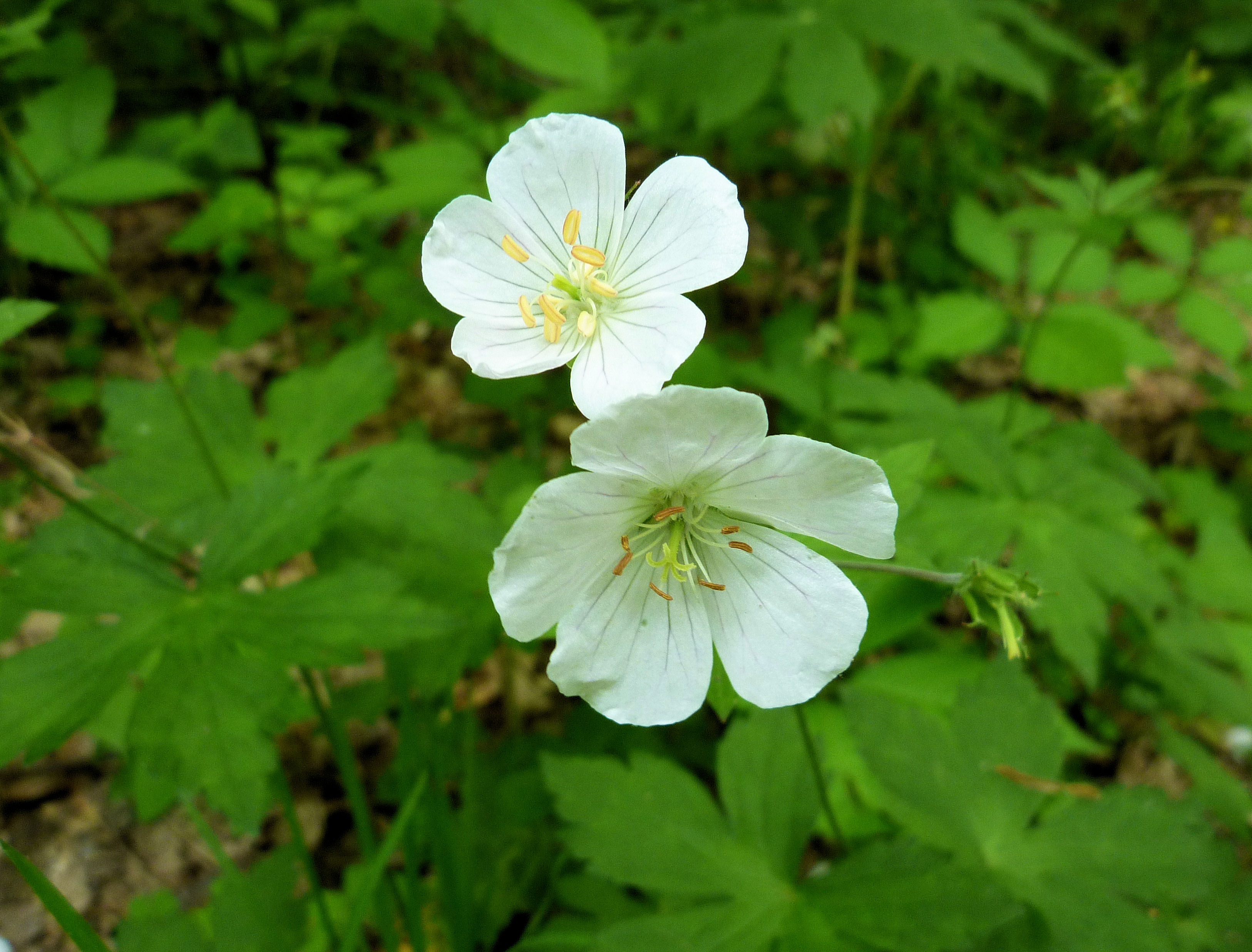 2011-05-26 -  Geranium maculatum alba.JPG