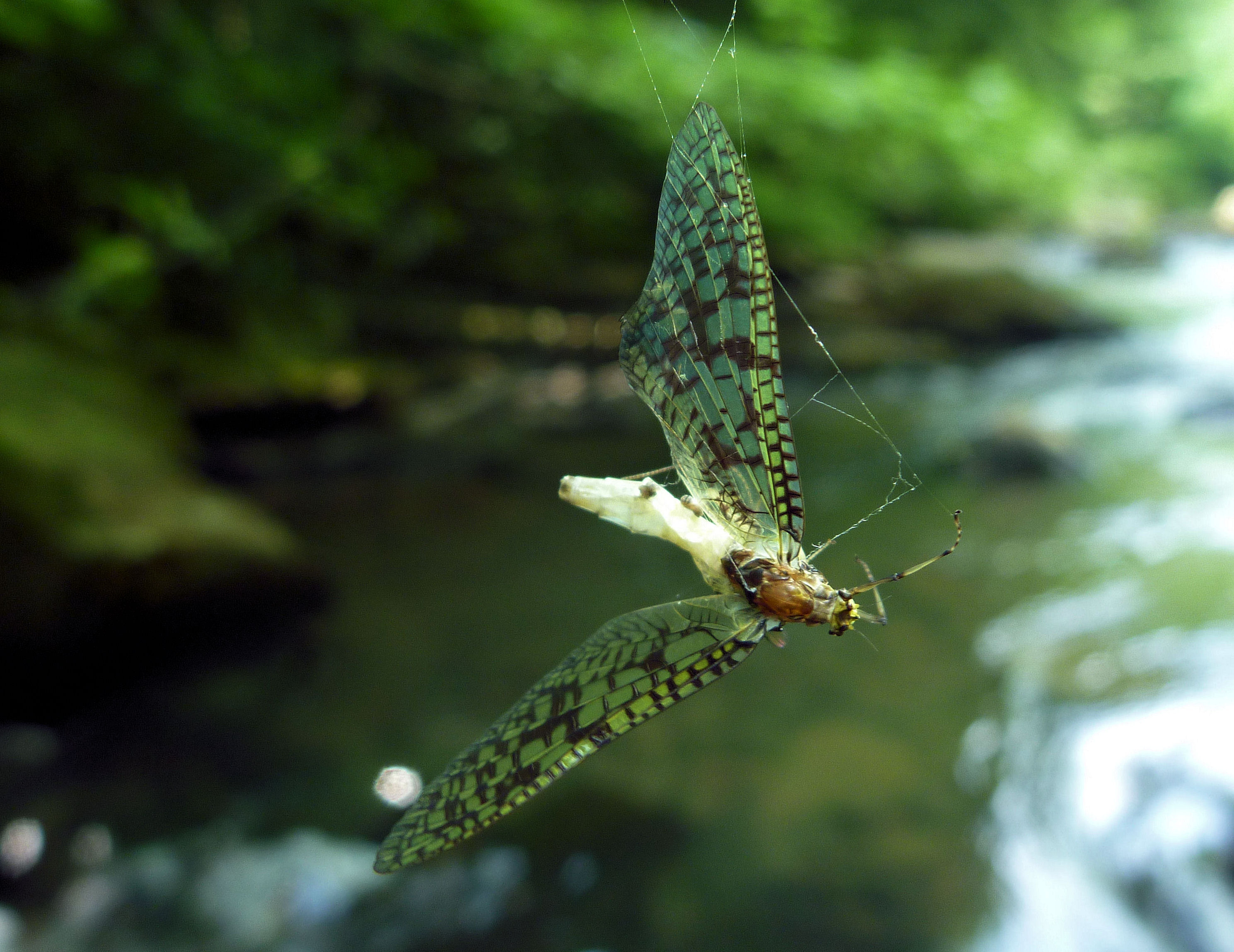 2011-05-31 Meadow Run 2 - coffin fly.JPG