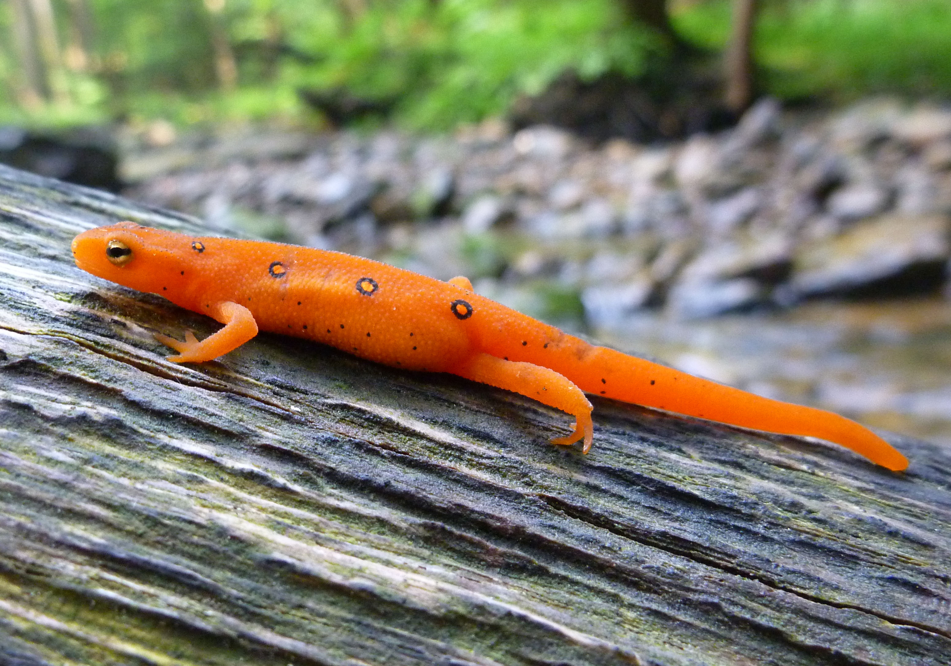 2011-06-18 LR 3 - red eft.JPG