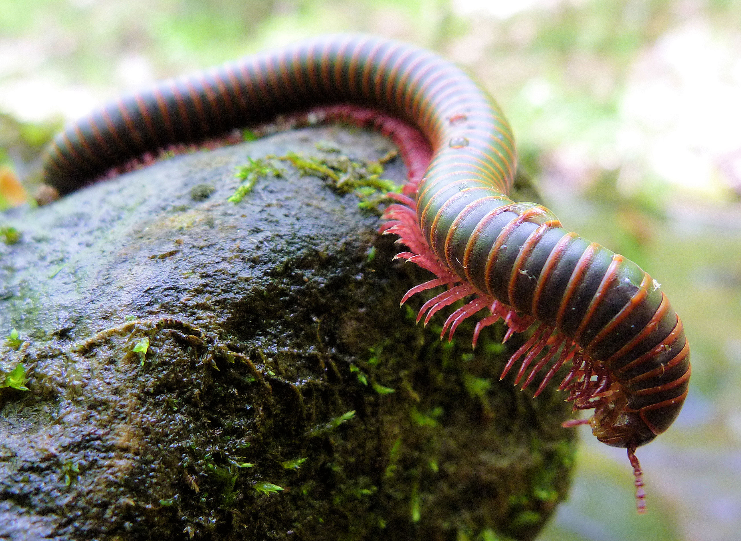 2012-05-12 Millipede.JPG