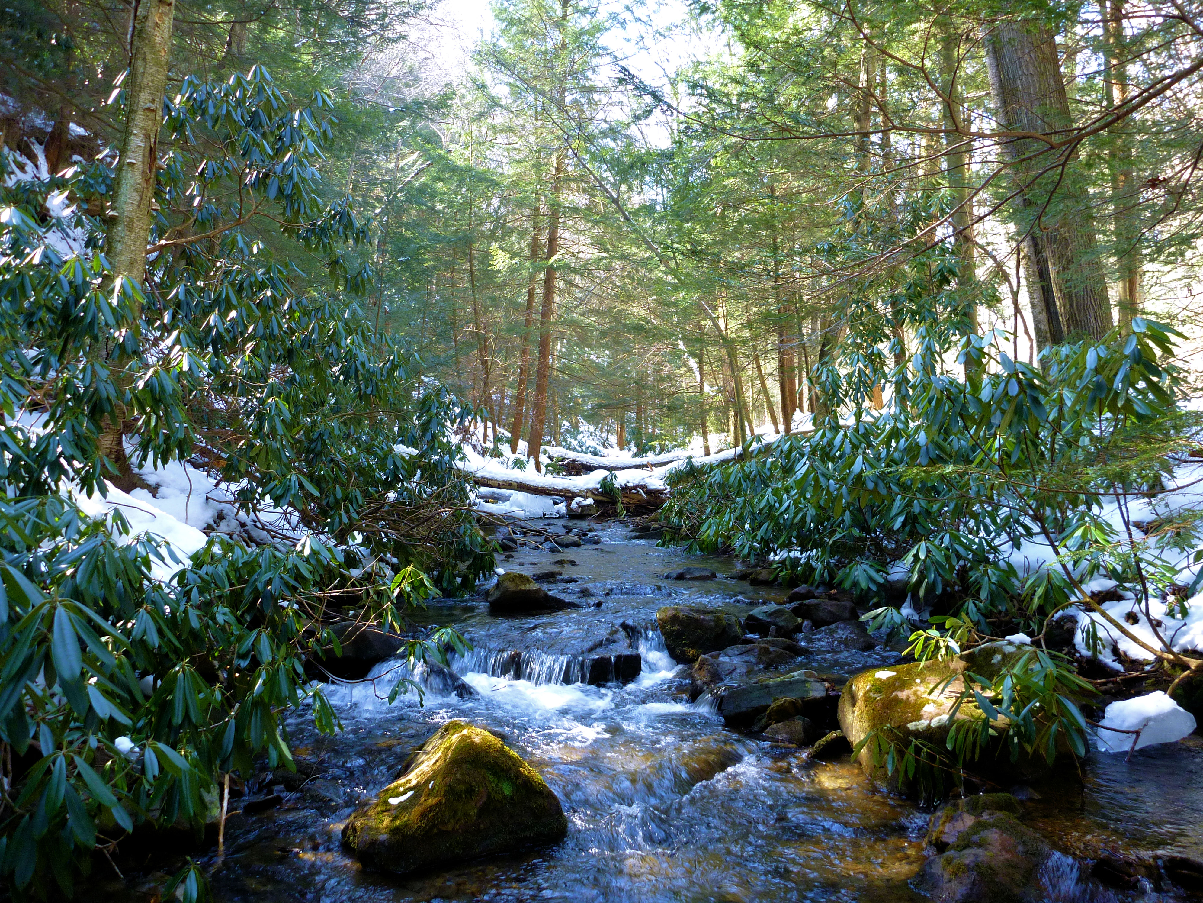 2013-03-09 NFBC 6.JPG