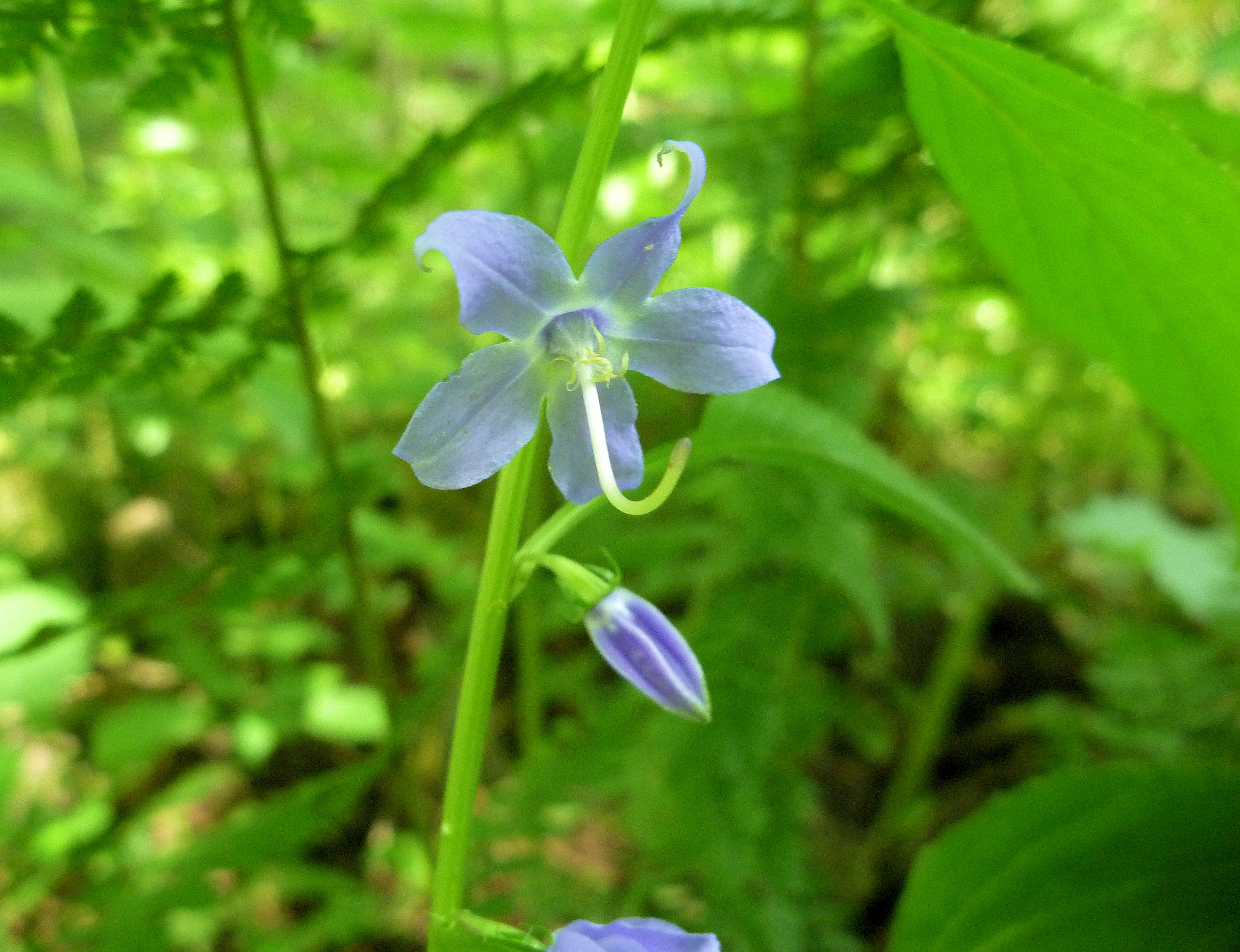 2014-08-16 - tall bell flower.JPG
