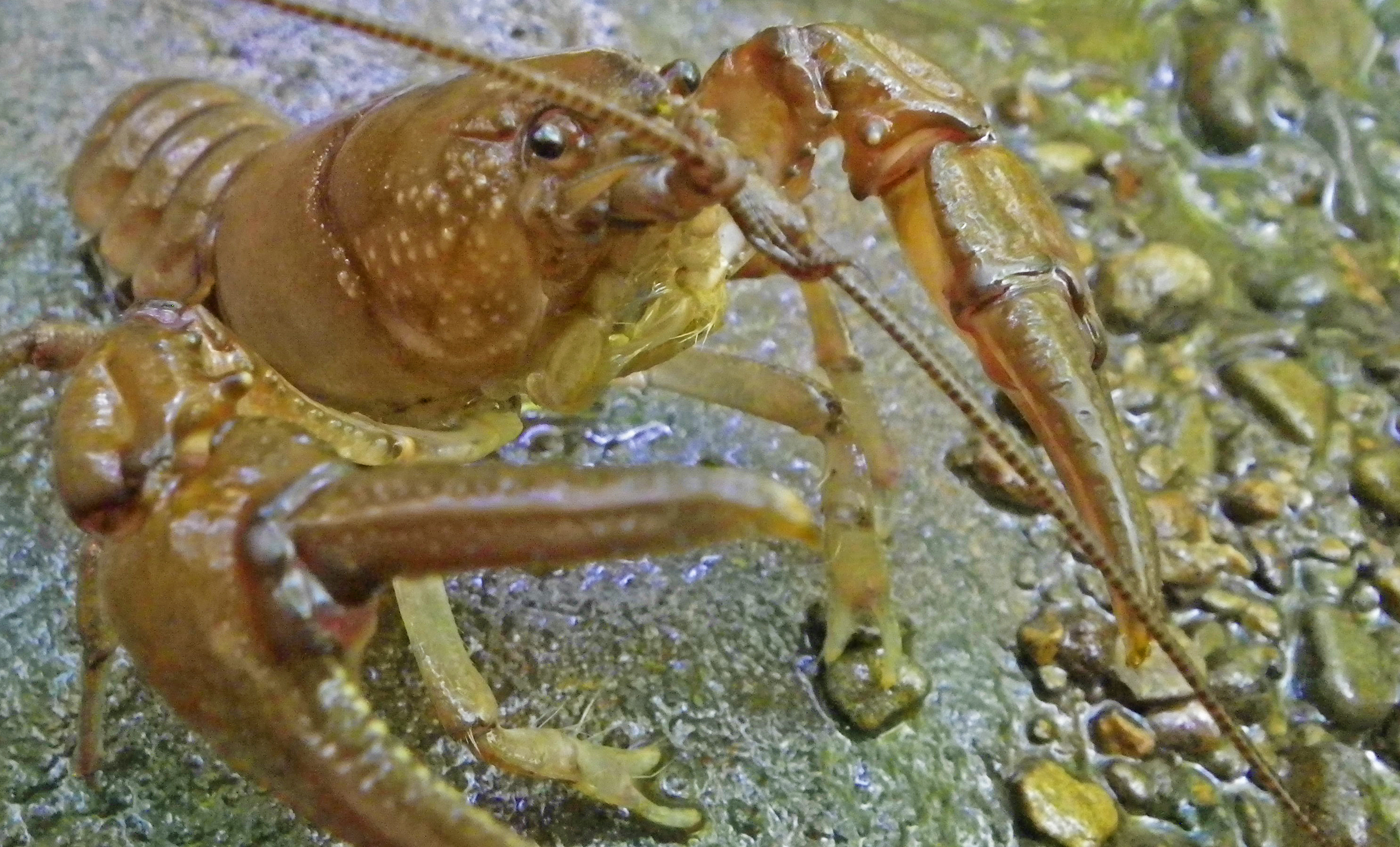 2016-09-03 Somerset Blue Line - Rusty Crayfish.JPG