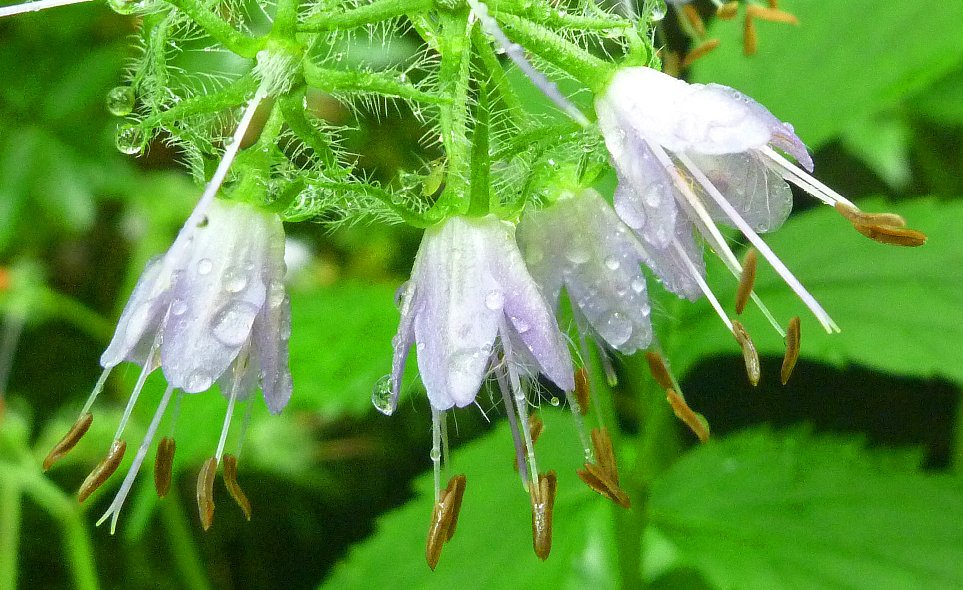 2017-05-20  - Virginia waterleaf.JPG