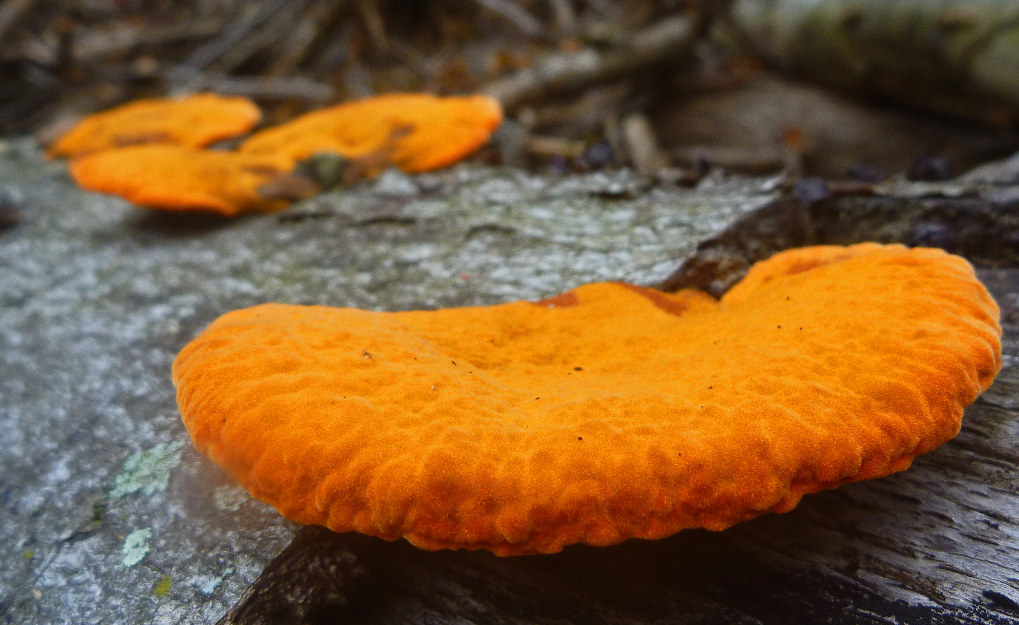 2017-10-14 Streamside Fungus.JPG