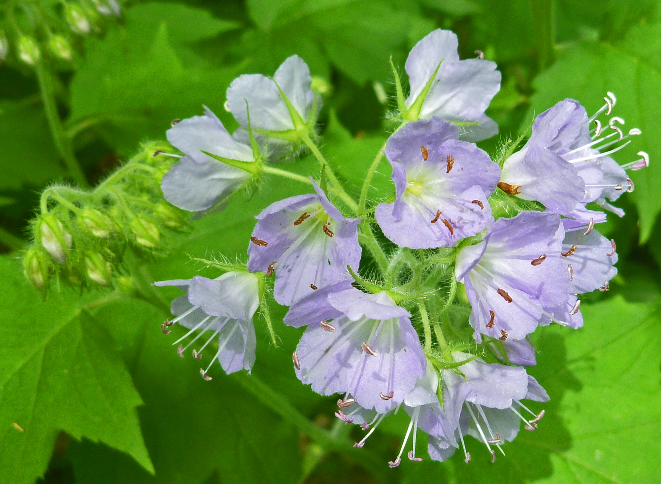 2019-05-11 - appendaged waterleaf.JPG